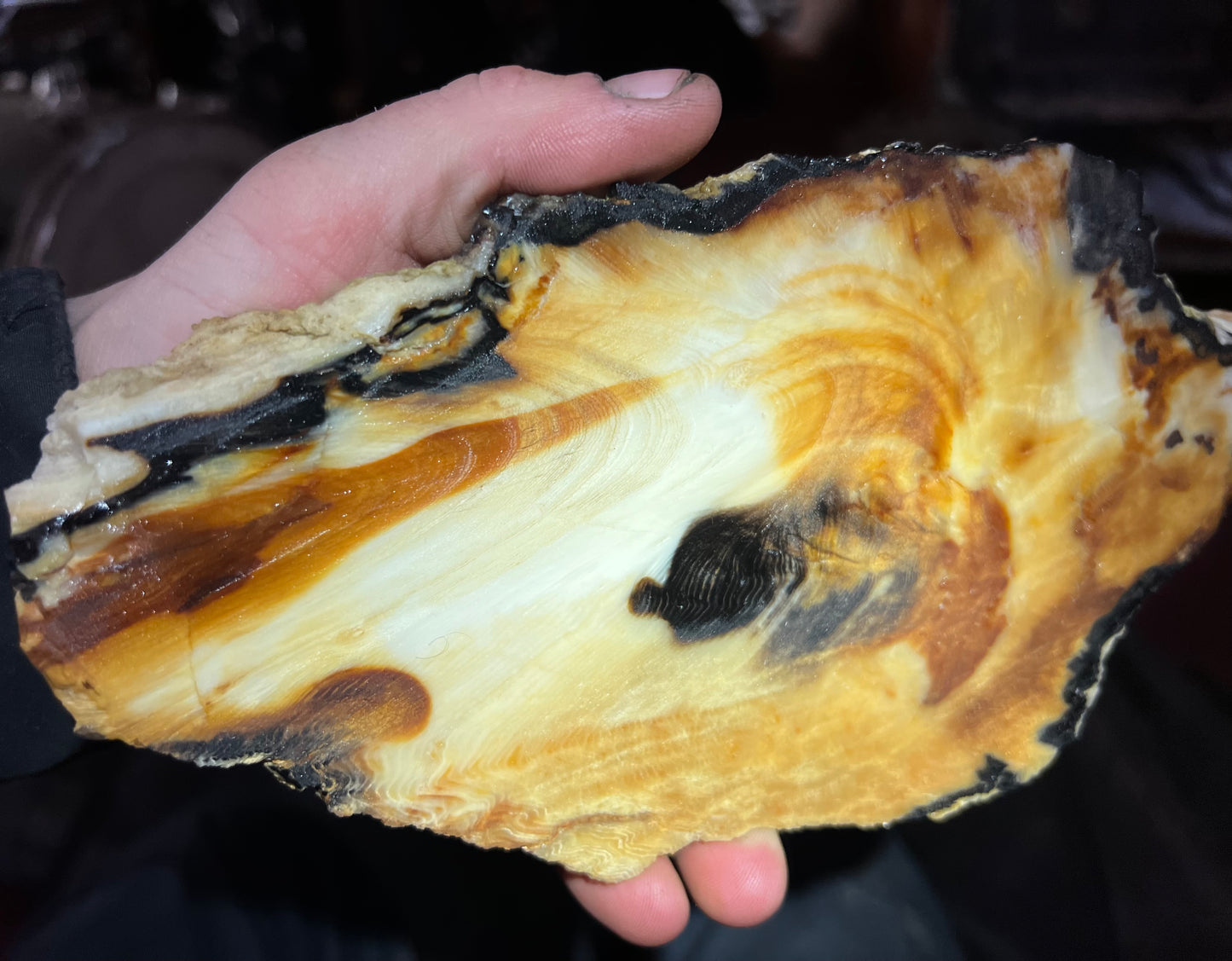 Eternal Ember: A Luminous Relic of Opalized Wood from the Nevada Desert