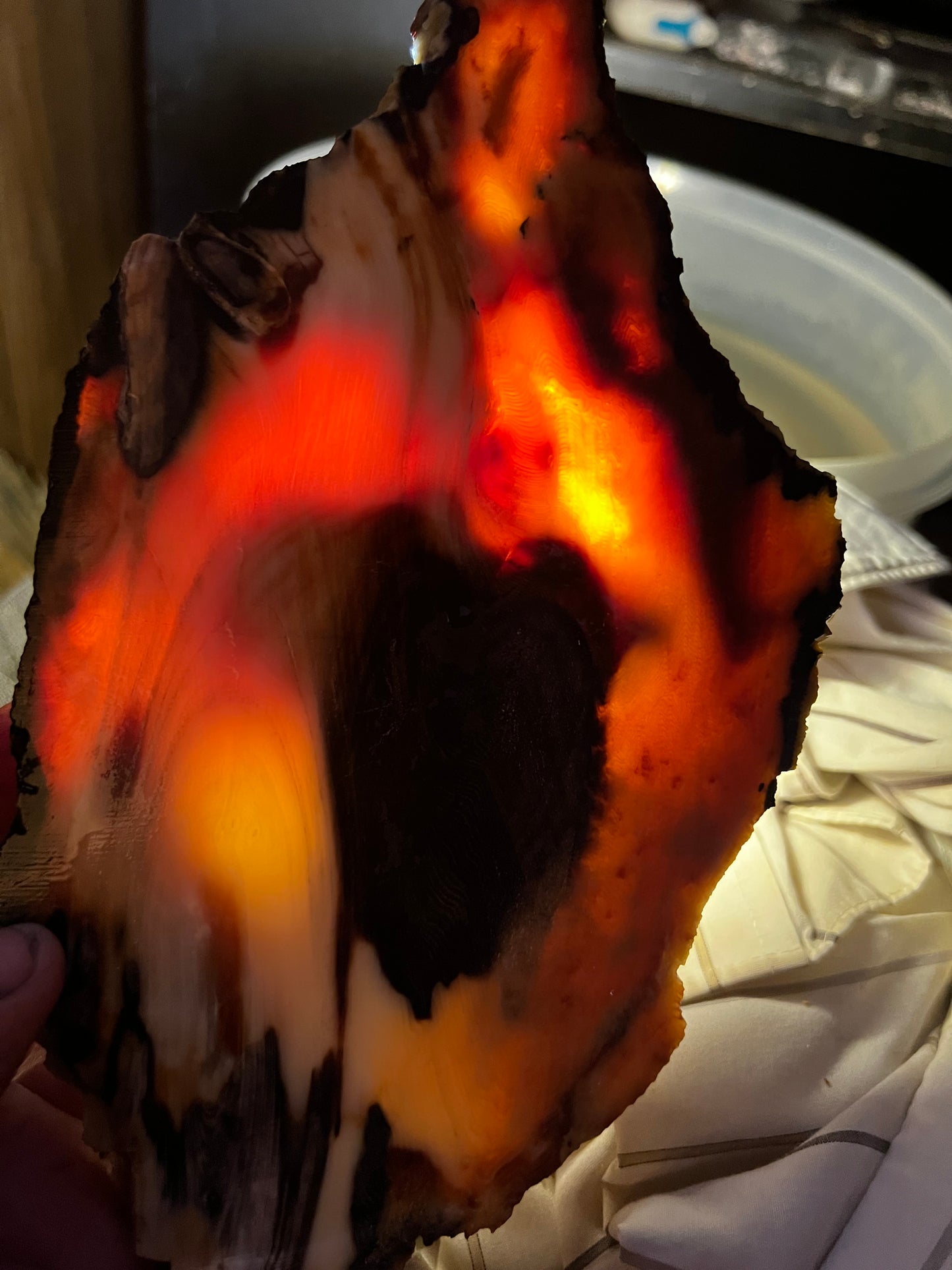 Eternal Ember: A Luminous Relic of Opalized Wood from the Nevada Desert