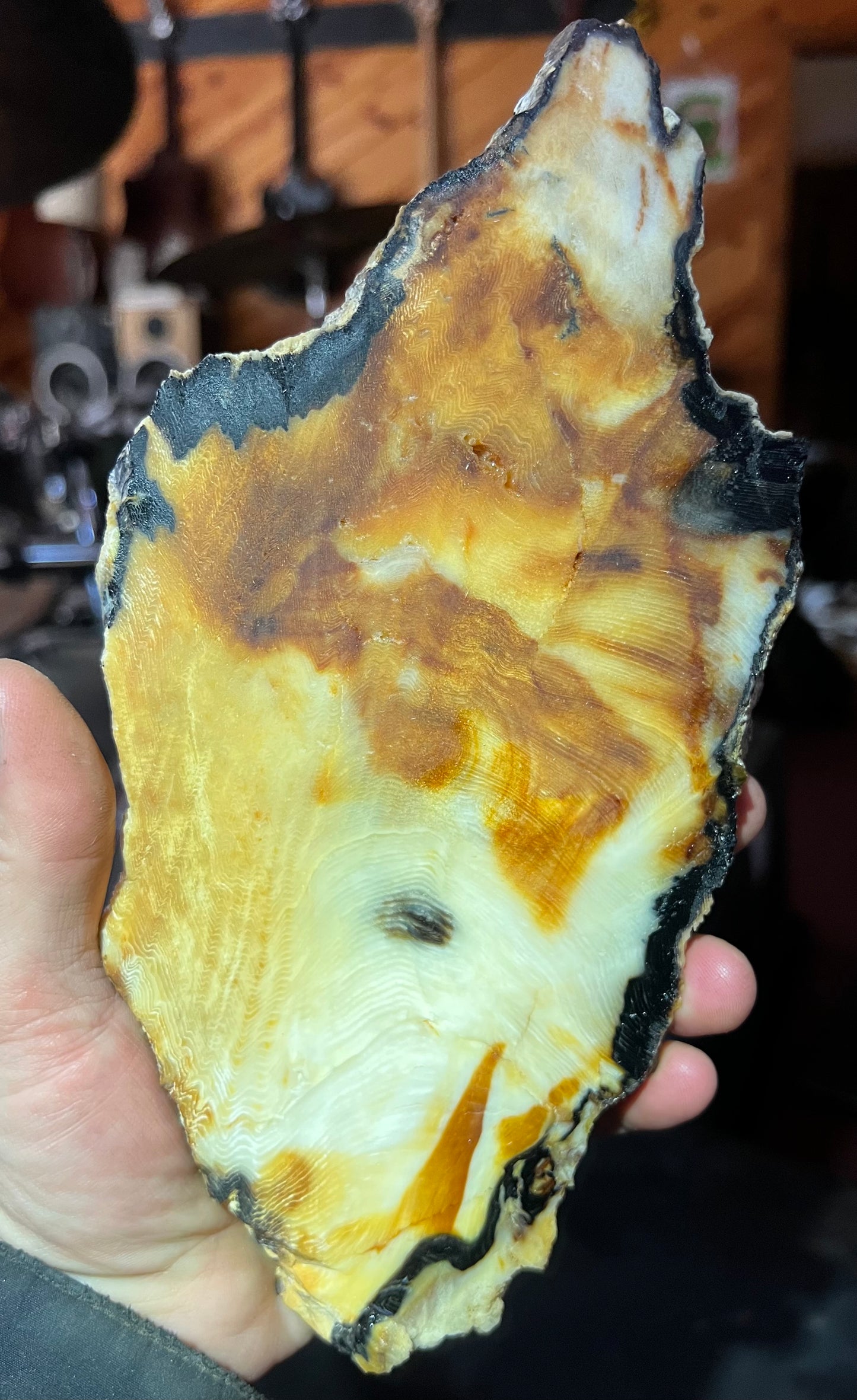Eternal Ember: A Luminous Relic of Opalized Wood from the Nevada Desert