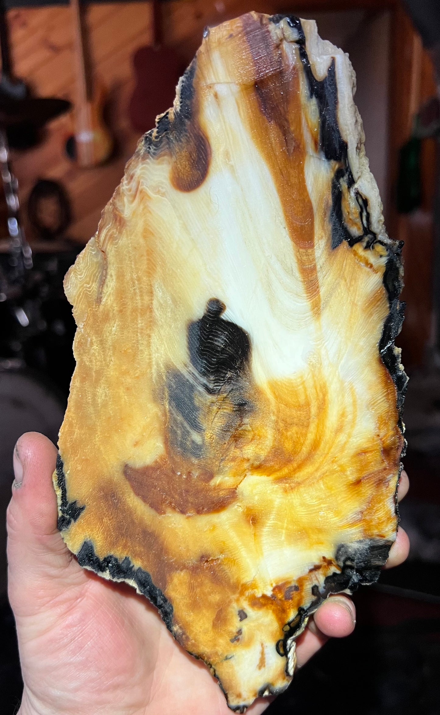 Eternal Ember: A Luminous Relic of Opalized Wood from the Nevada Desert