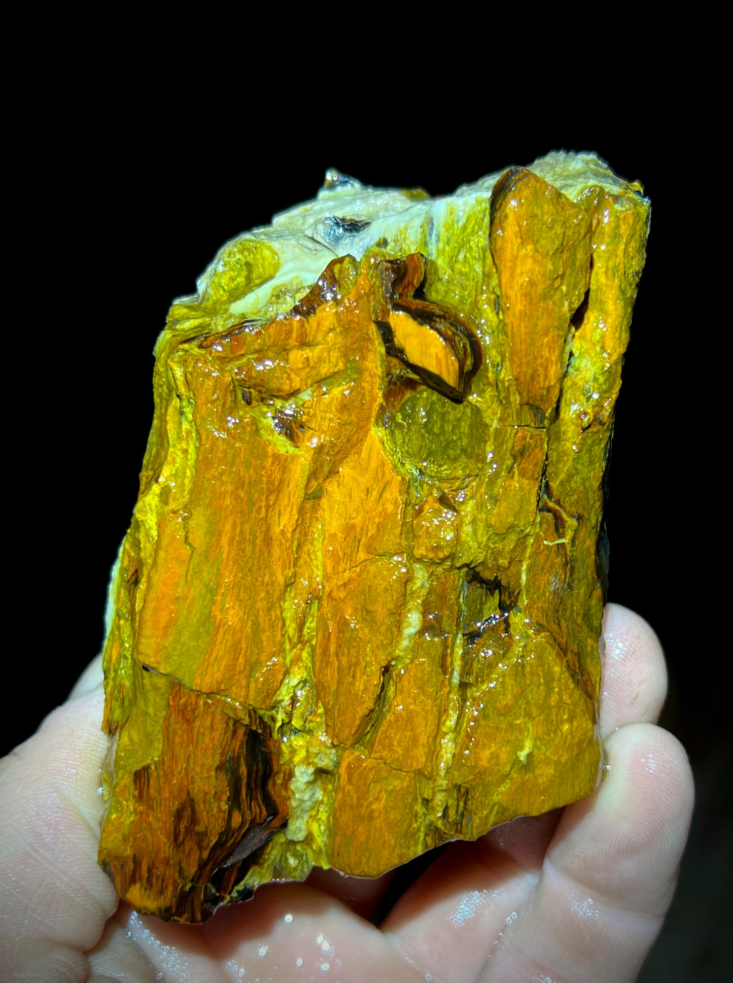 Fire Opal Roots 4.5 Pound Opalized Tree Root Parcel - 8 Vibrant Pieces - Yellow & Orange Lapidary Rough or Display