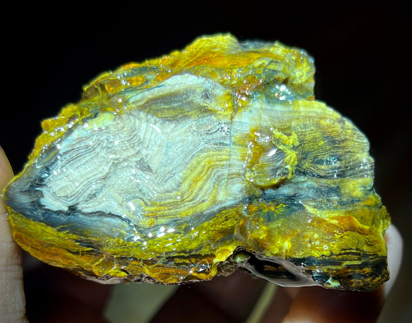 Fire Opal Roots 4.5 Pound Opalized Tree Root Parcel - 8 Vibrant Pieces - Yellow & Orange Lapidary Rough or Display