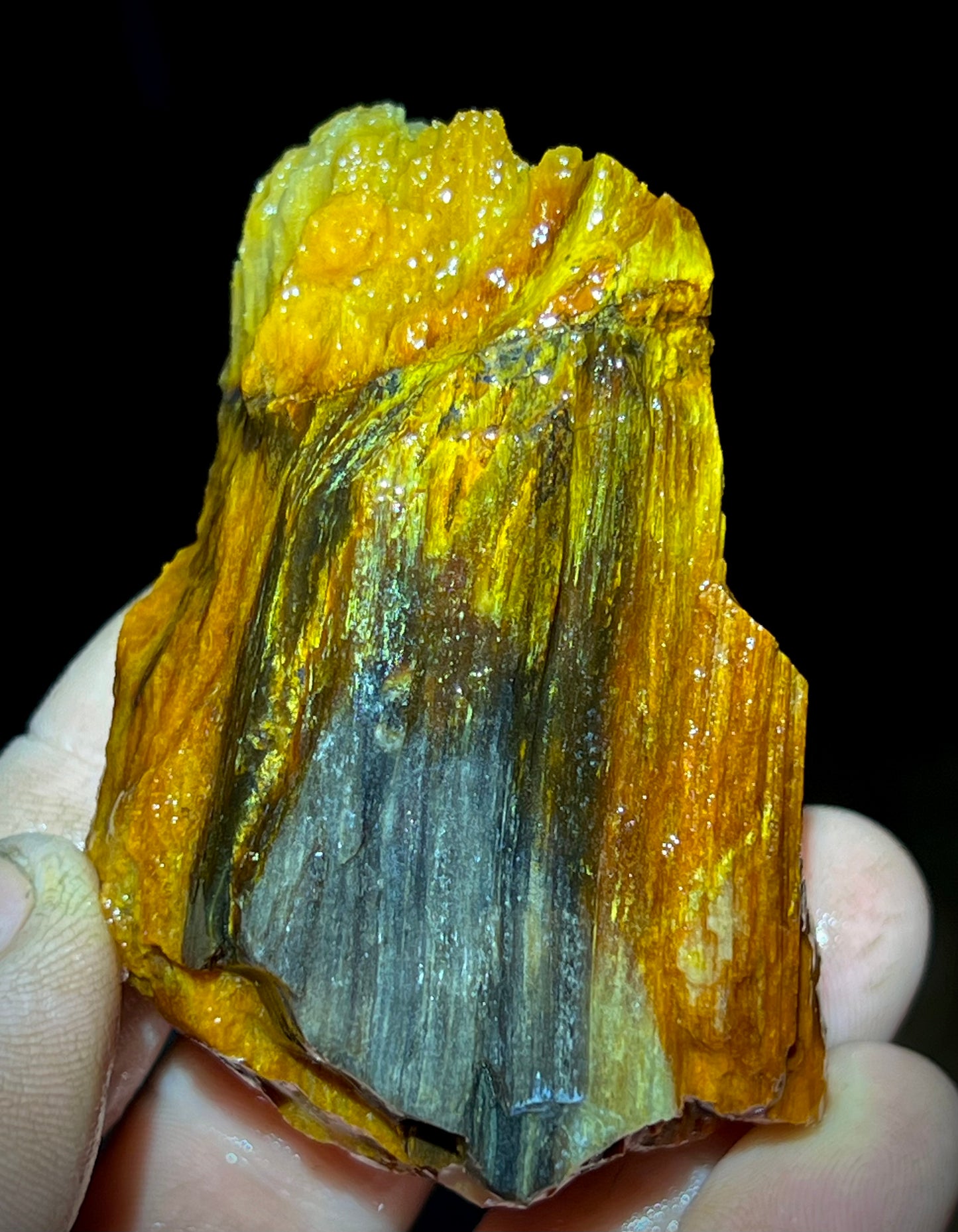 Fire Opal Roots 4.5 Pound Opalized Tree Root Parcel - 8 Vibrant Pieces - Yellow & Orange Lapidary Rough or Display