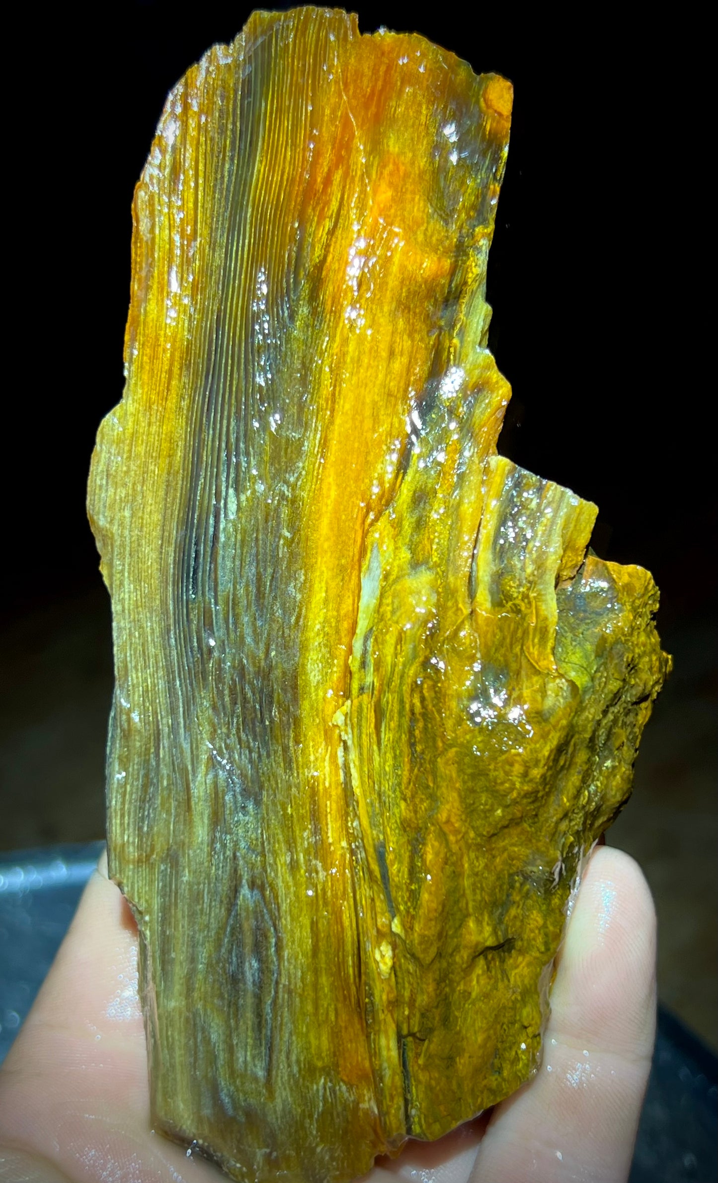 Fire Opal Roots 4.5 Pound Opalized Tree Root Parcel - 8 Vibrant Pieces - Yellow & Orange Lapidary Rough or Display