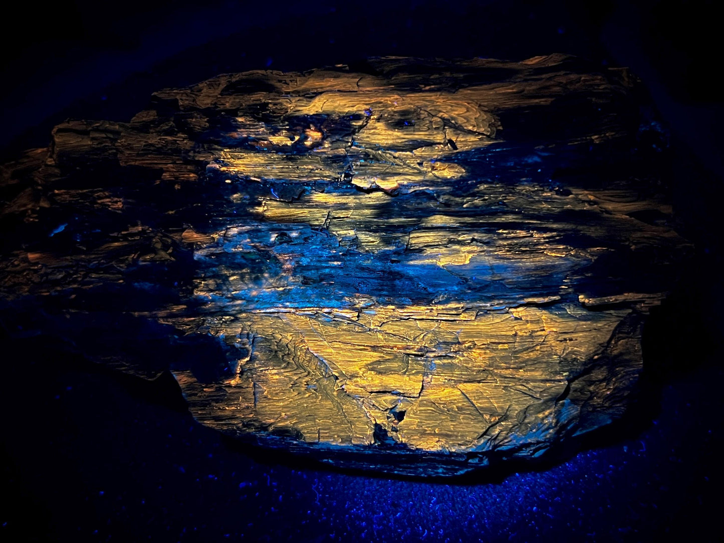 Stunning Rare Fluorescent Opalized Wood Specimen | Multi-Colored UV Reactive | 365nm UV Required