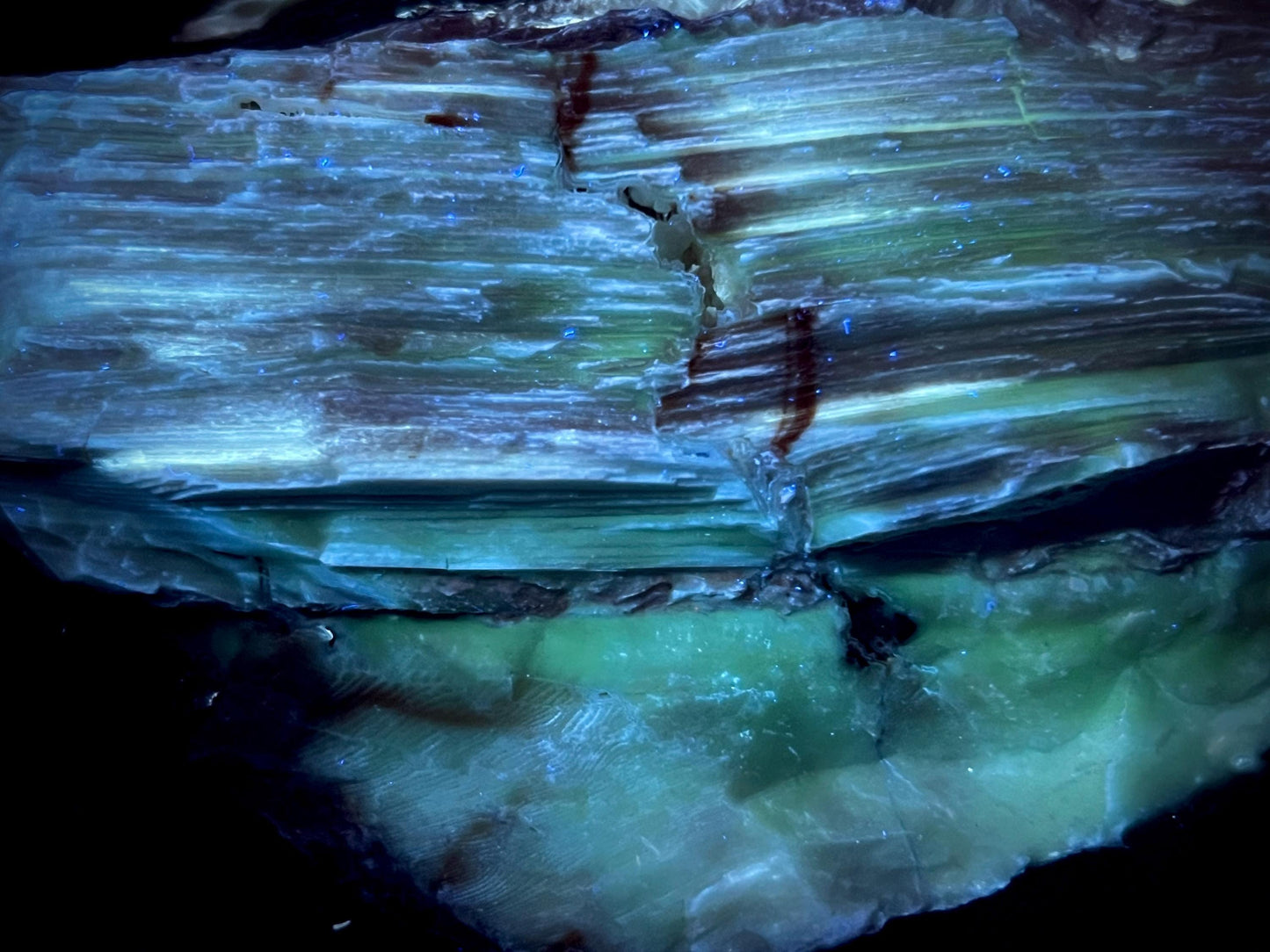 Stunning Rare Fluorescent and Phosphorescent Opalized Wood Specimen | Multi-Colored UV Reactive | 365nm UV Required