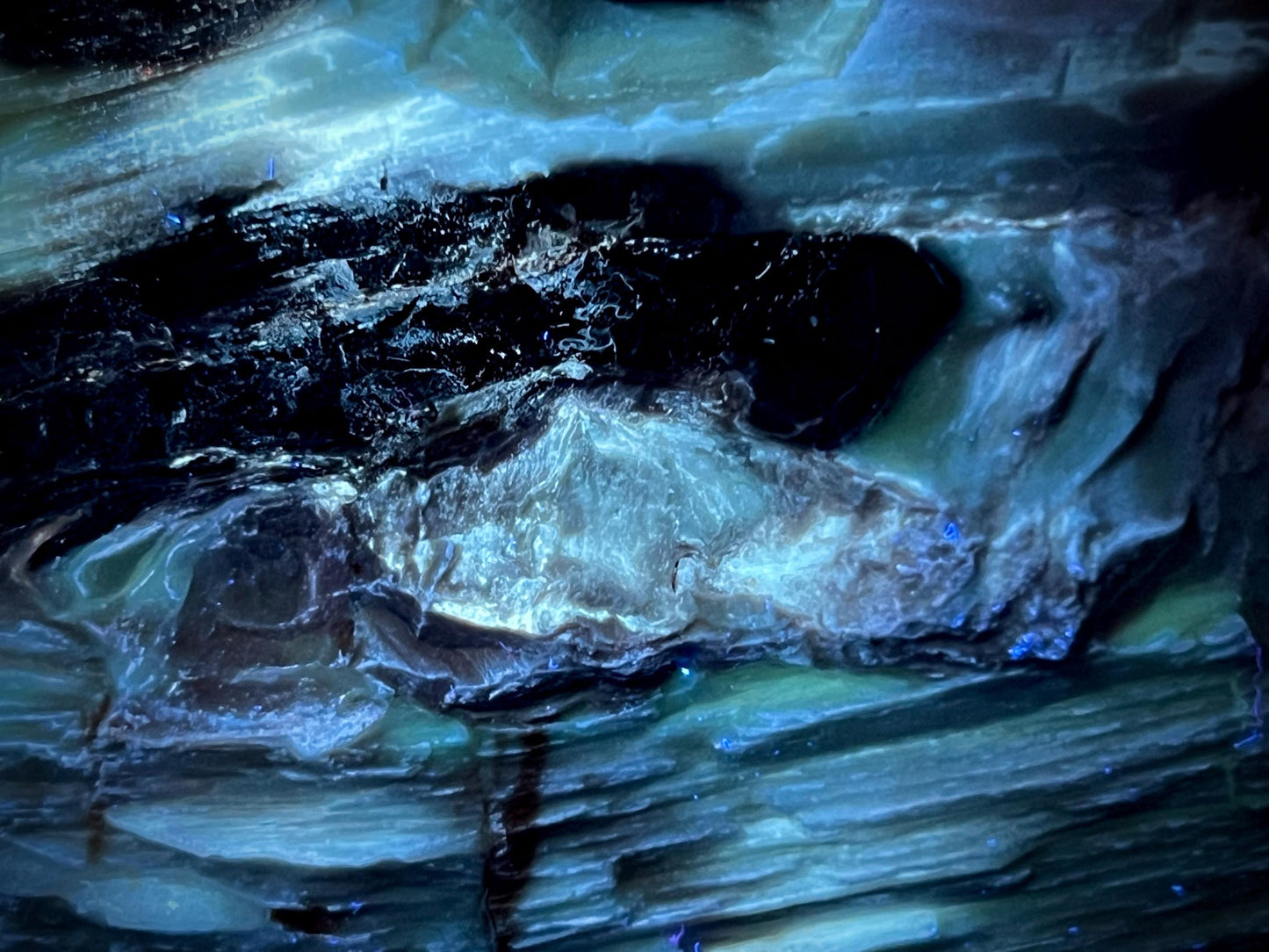 Stunning Rare Fluorescent and Phosphorescent Opalized Wood Specimen | Multi-Colored UV Reactive | 365nm UV Required