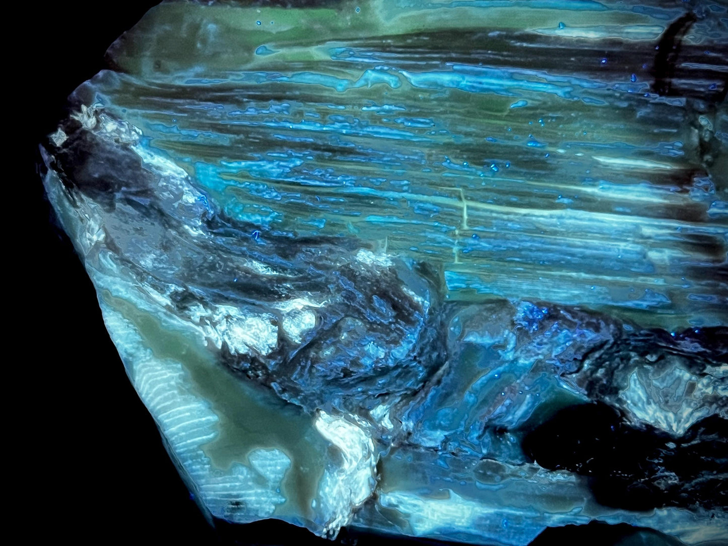 Stunning Rare Fluorescent and Phosphorescent Opalized Wood Specimen | Multi-Colored UV Reactive | 365nm UV Required