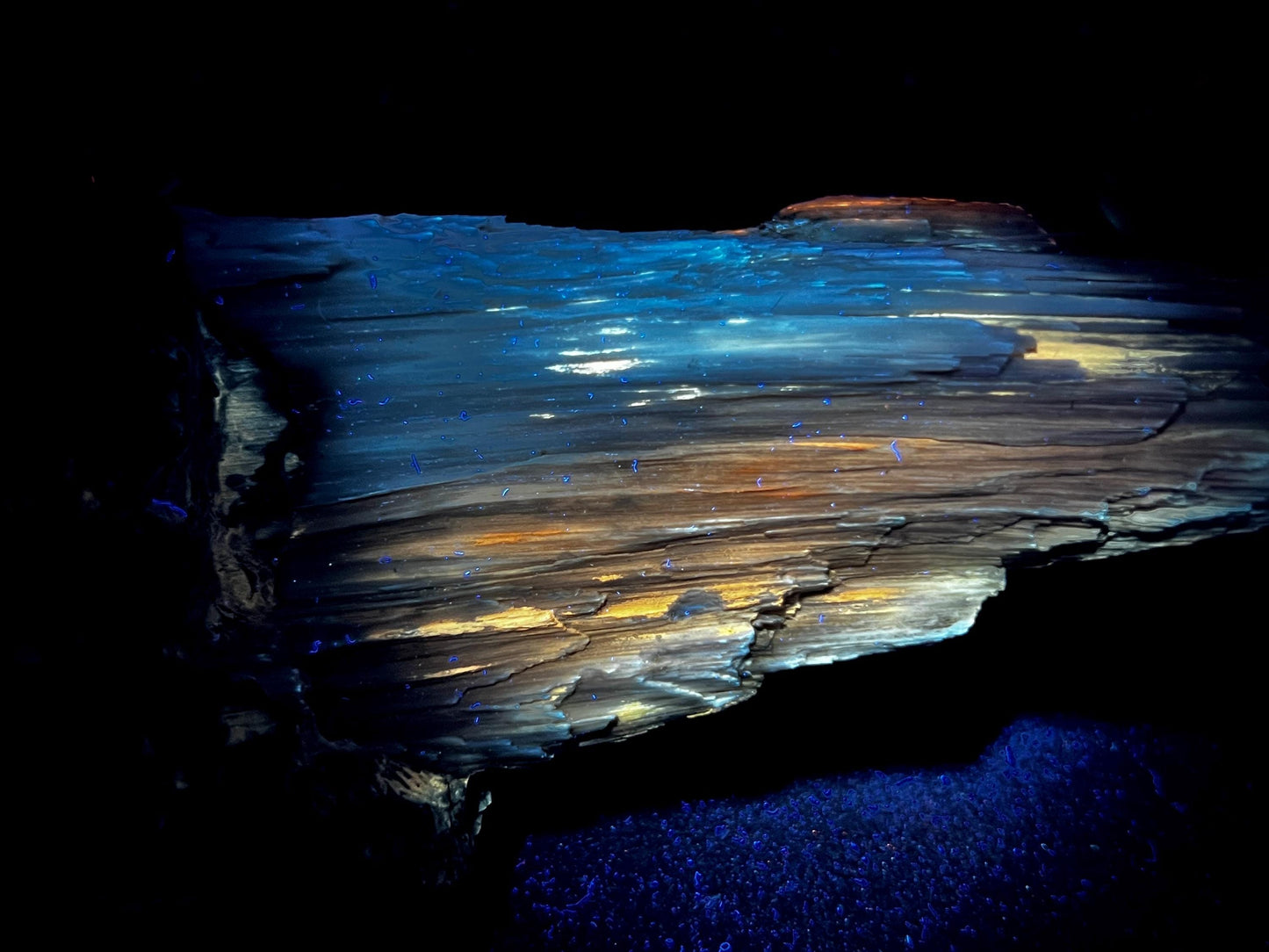 Stunning Rare Fluorescent Opalized Wood Specimen | Multi-Colored UV Reactive | 365nm UV Required