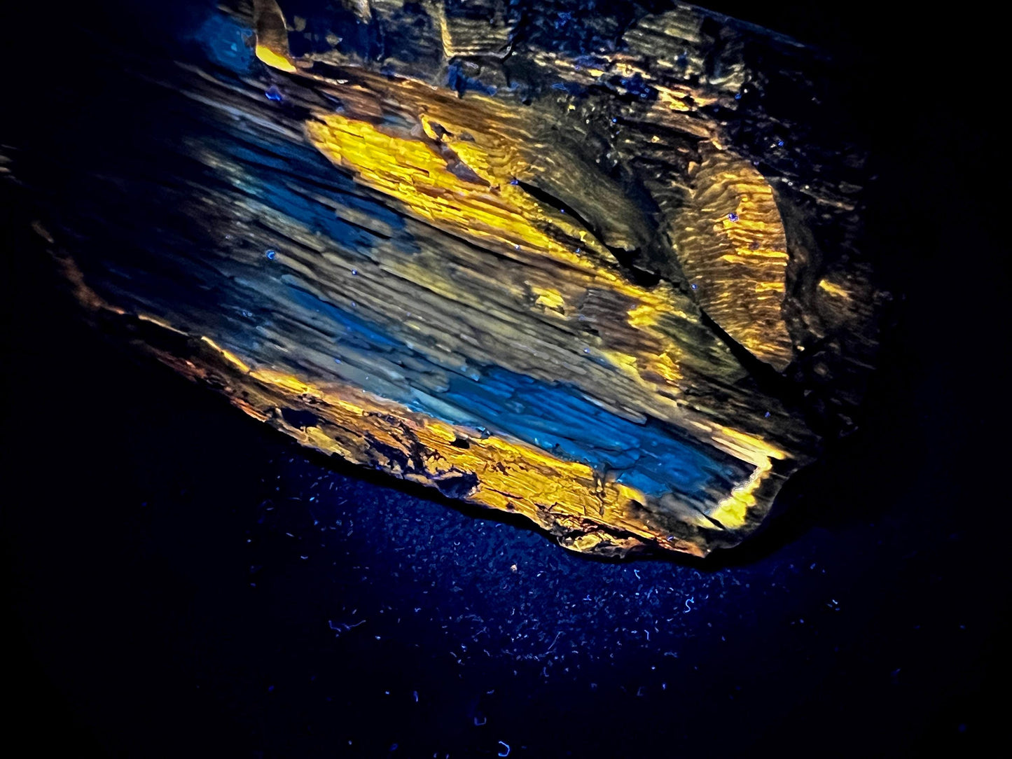 Stunning Rare Fluorescent Opalized Wood Specimen | Multi-Colored UV Reactive | 365nm UV Required