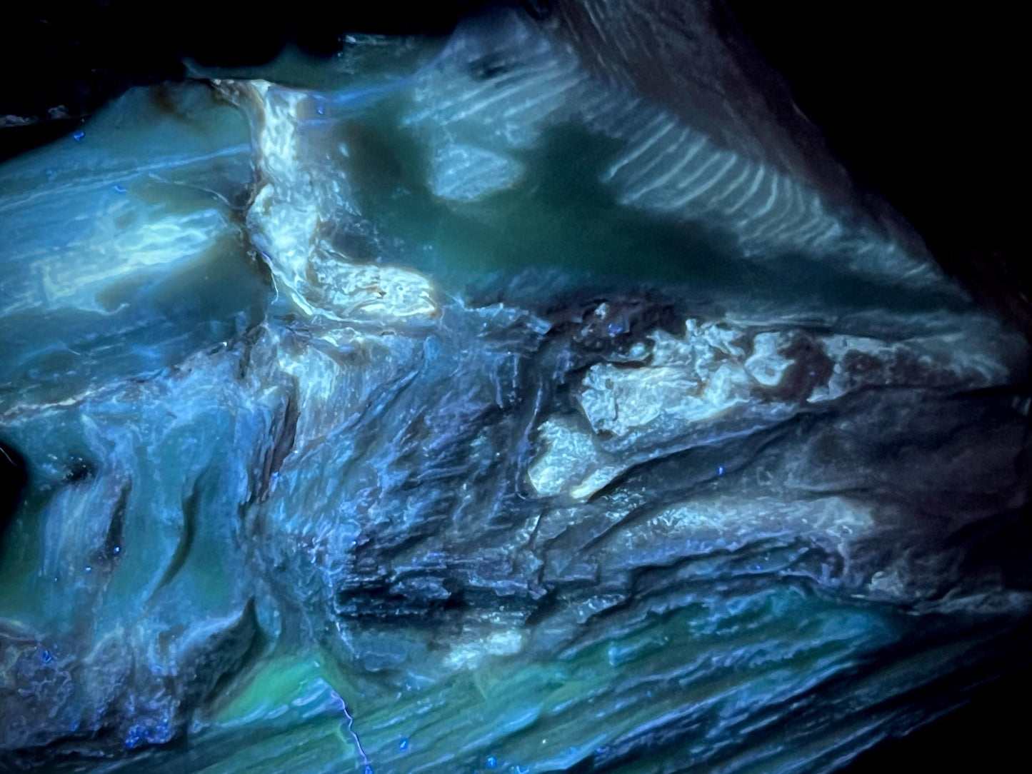 Stunning Rare Fluorescent and Phosphorescent Opalized Wood Specimen | Multi-Colored UV Reactive | 365nm UV Required
