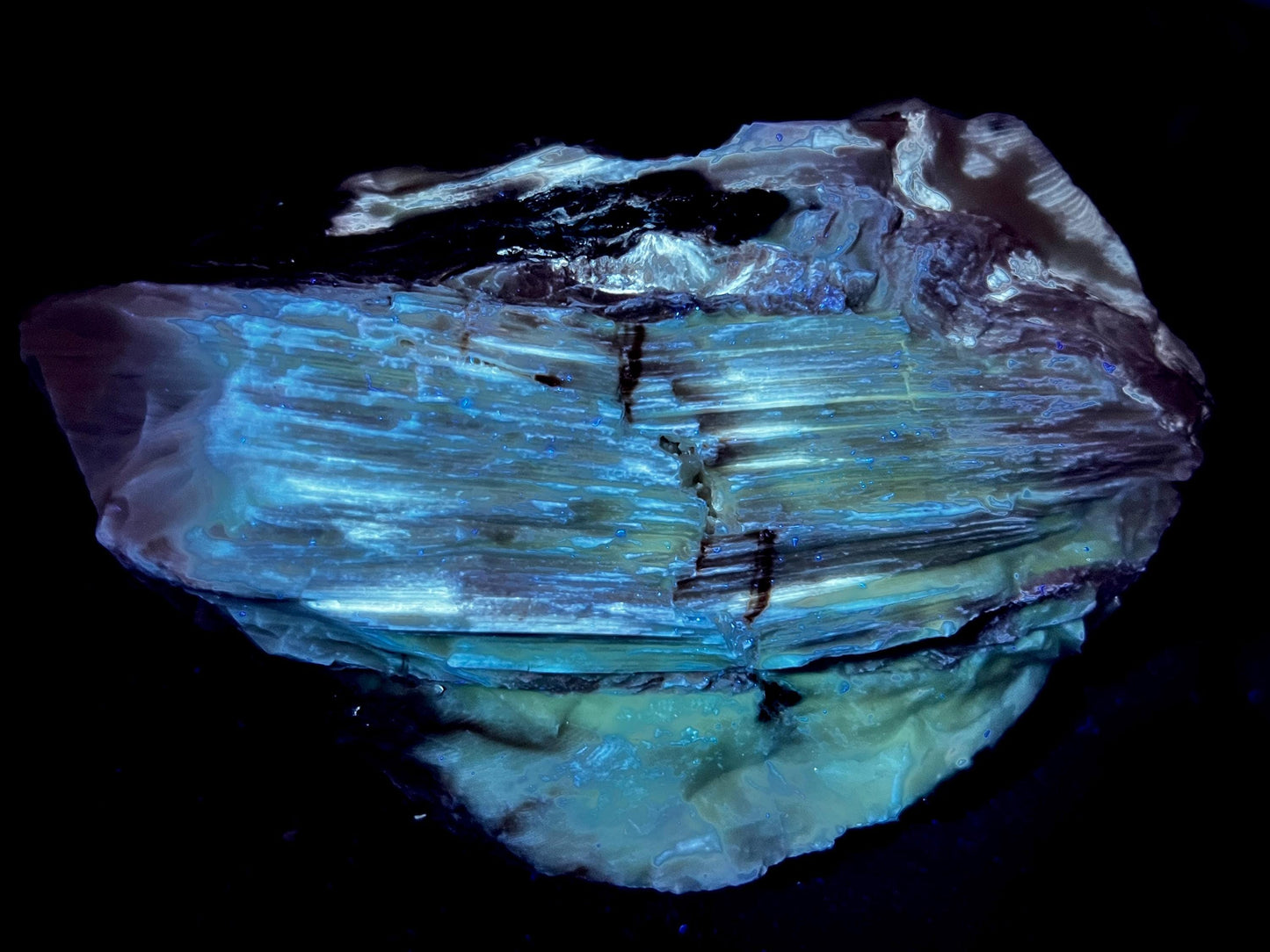 Stunning Rare Fluorescent and Phosphorescent Opalized Wood Specimen | Multi-Colored UV Reactive | 365nm UV Required